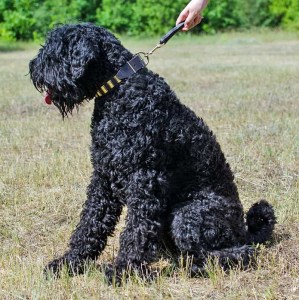Переходник на поводок из черной кожи для черного терьера «Dog Comfort»